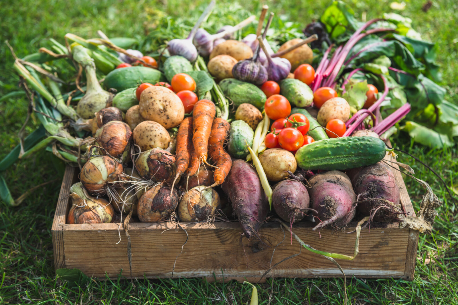 A picture of root vegetables including carrots and potatoes, to illustrate a blog post on late summer and fall gardening for LCA.