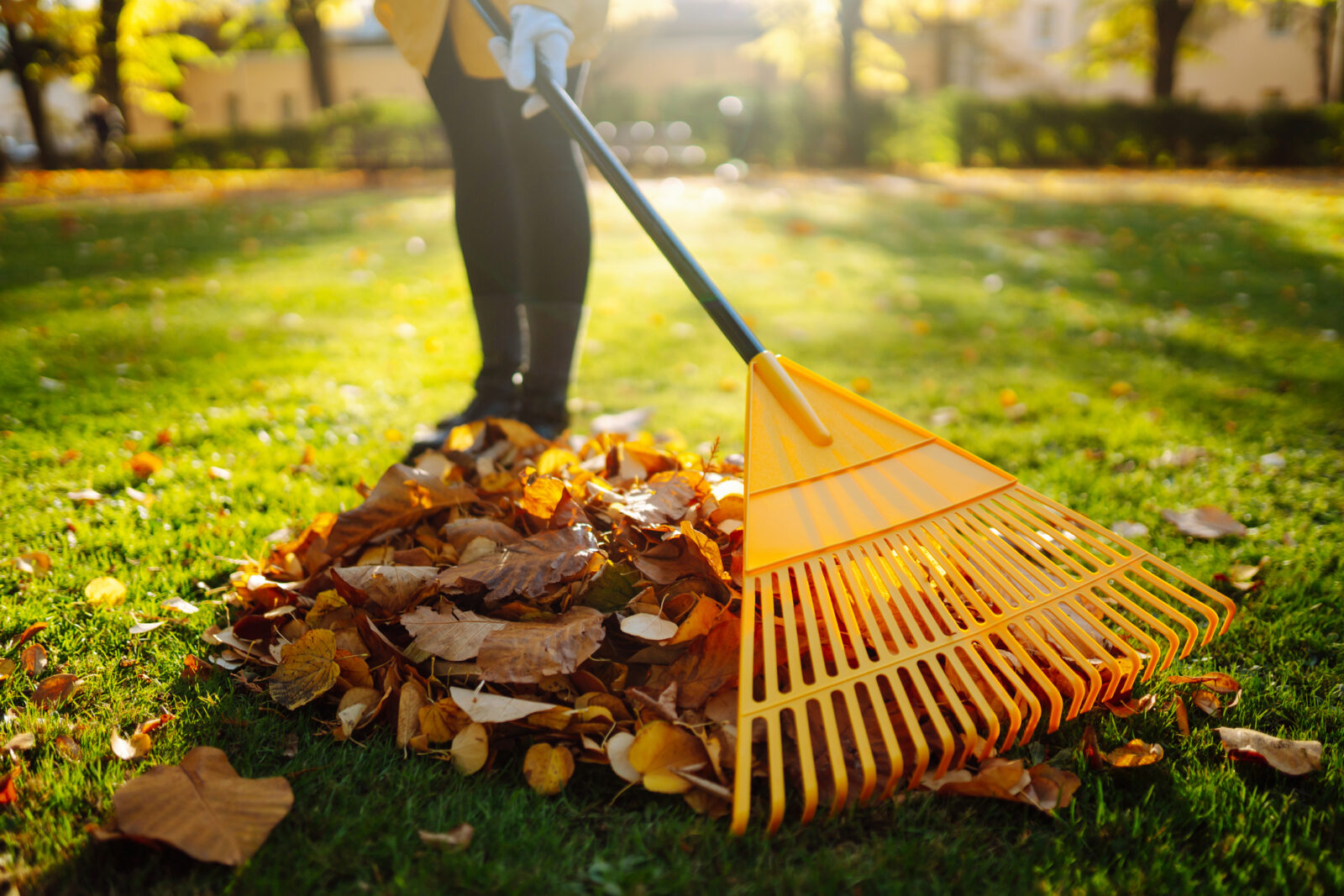 A picture of leaves being raked into a pile, to illustrate an LCA post on leaving leaves on the lawn.