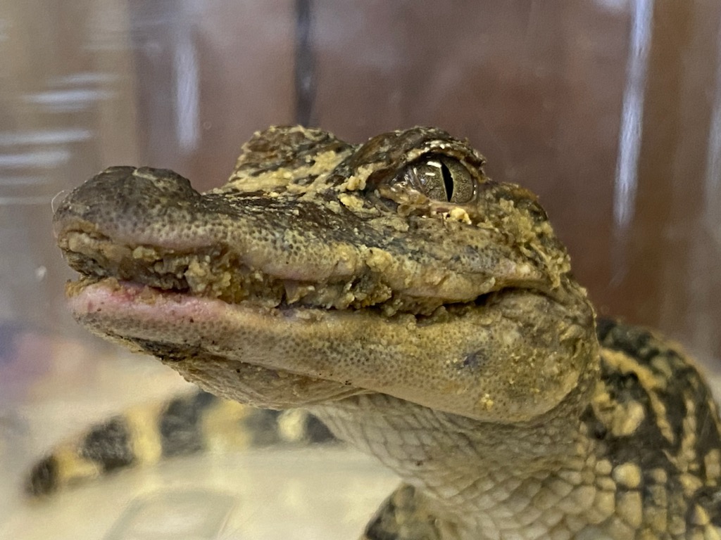 A picture of Thanos the alligator's head and face, showing debris in his mouth from being trapped in a sewer grate at LCA's Kline's Island.