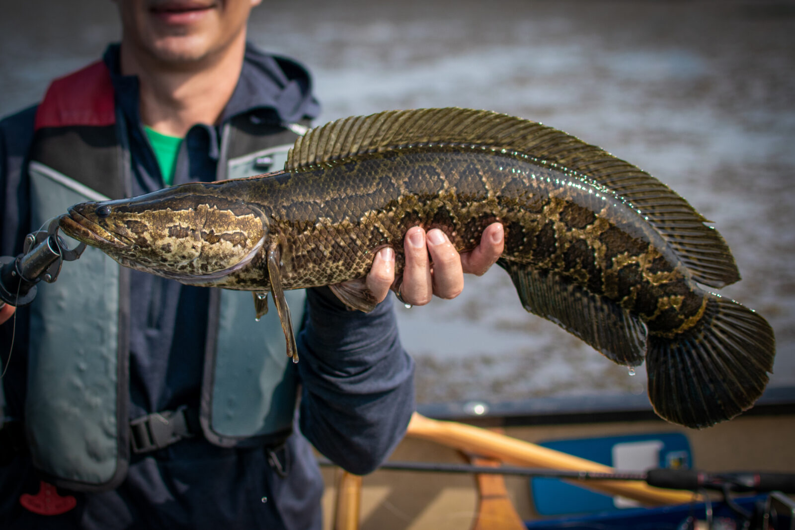 A picture of a Northern Snakehead, to illustrate an LCA blog on aquatic invasive species.