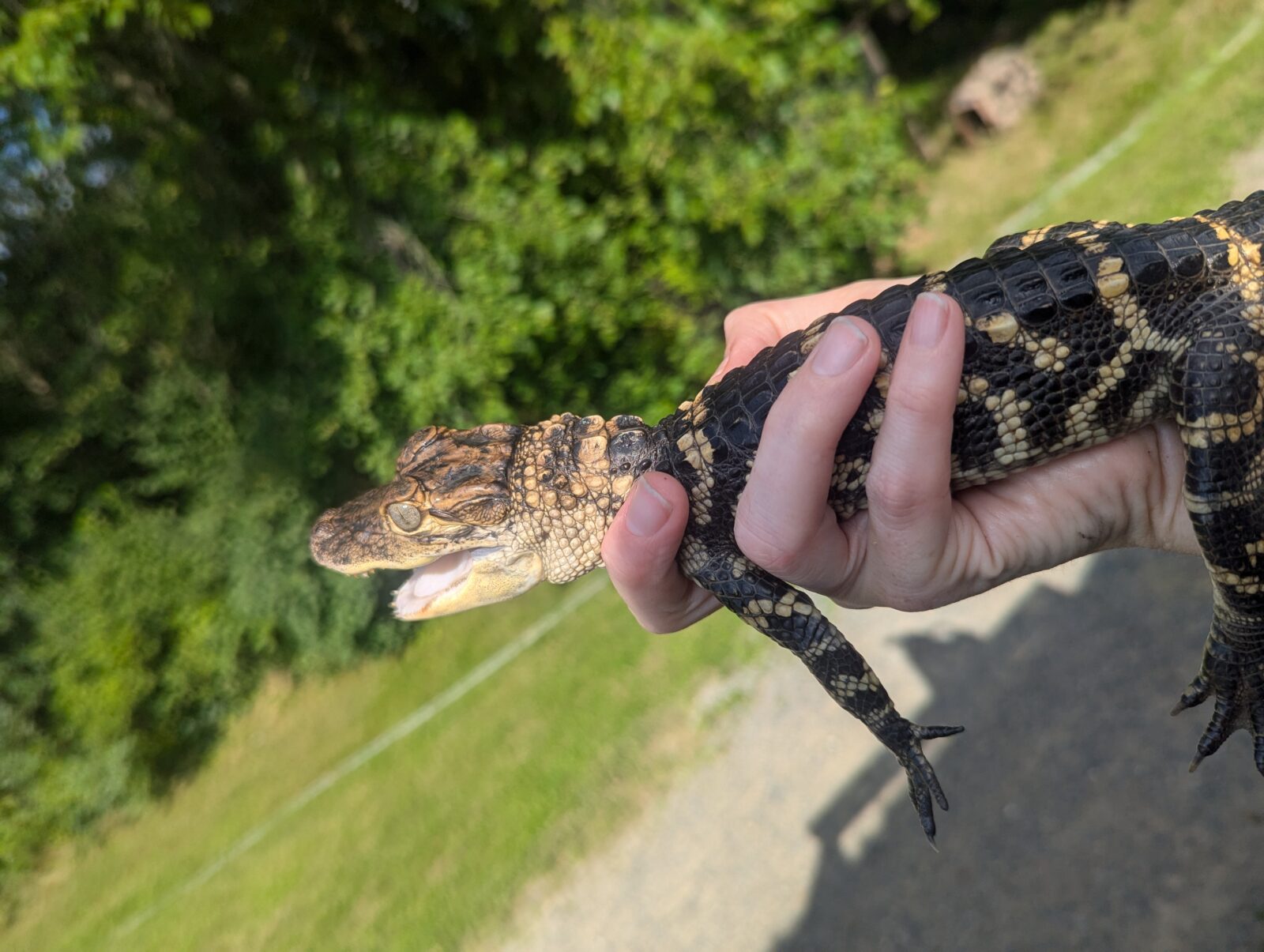 Thanos the baby alligator is growing and thriving one year after his rescue from LCA's Kline's Island.