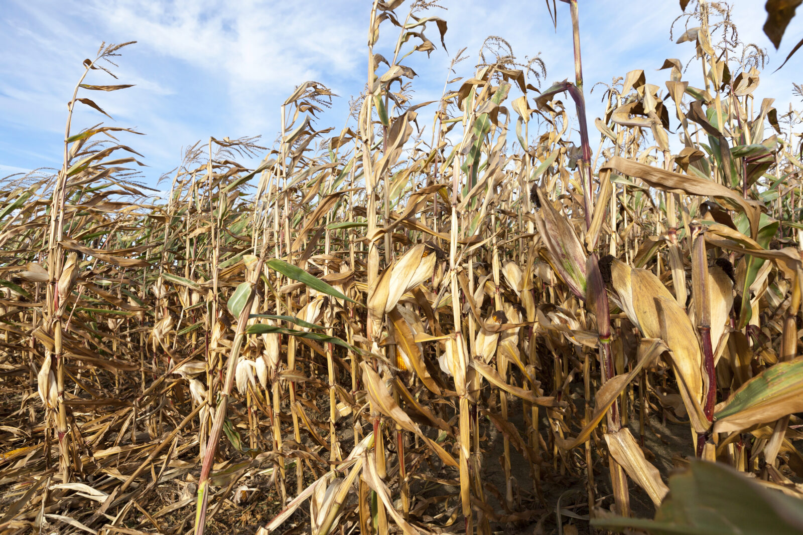 A picture of dry corn stalks in a field, to illustrate an LCA blog about a drought watch for the Lehigh Valley region.